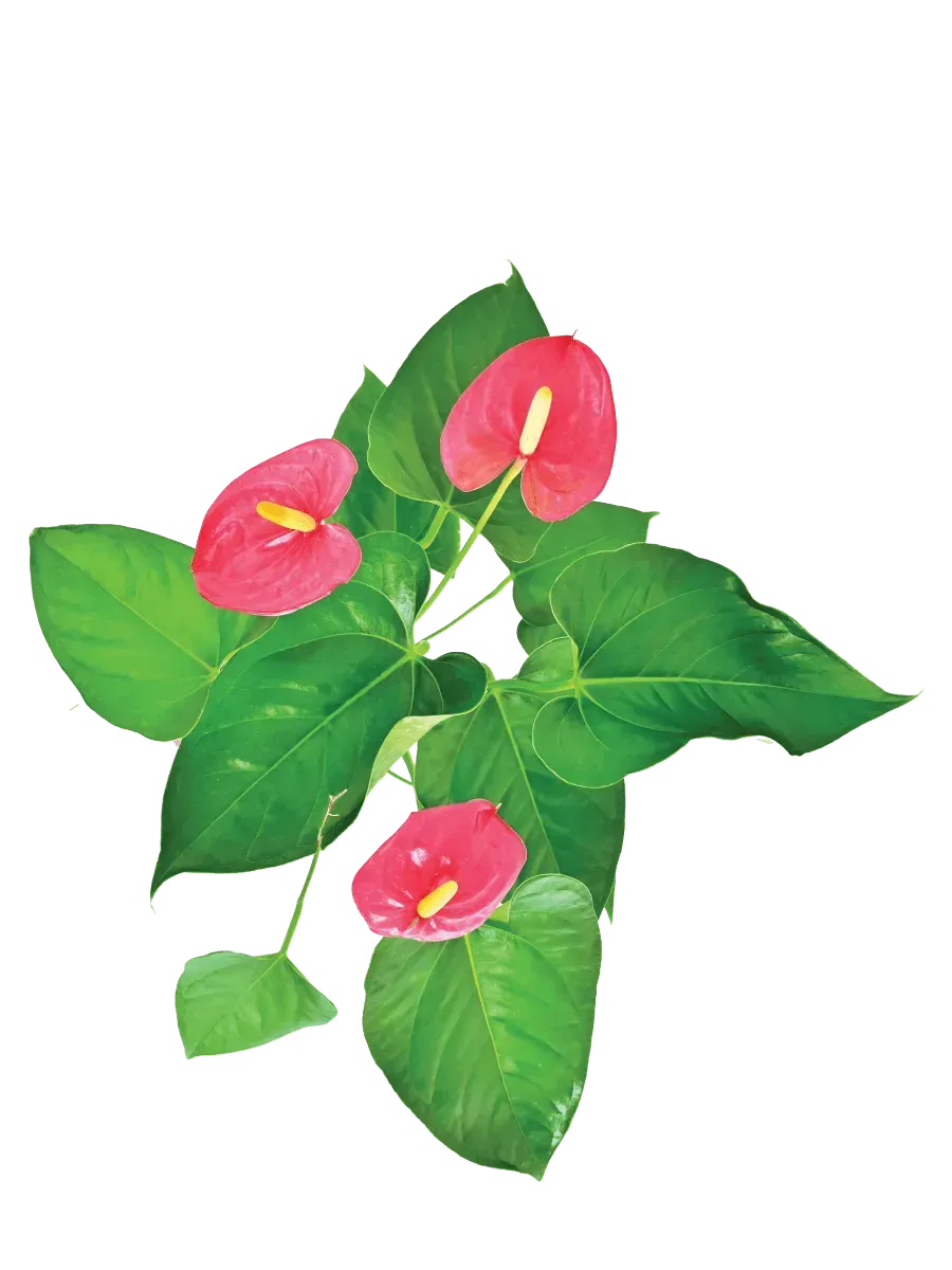 Anthurium Red Live Plant