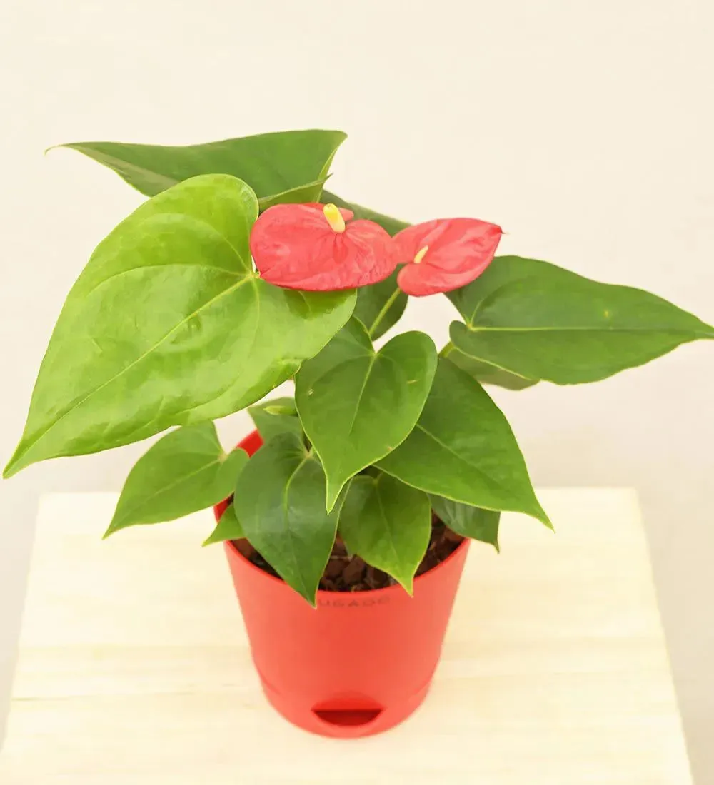 Anthurium Red Live Plant