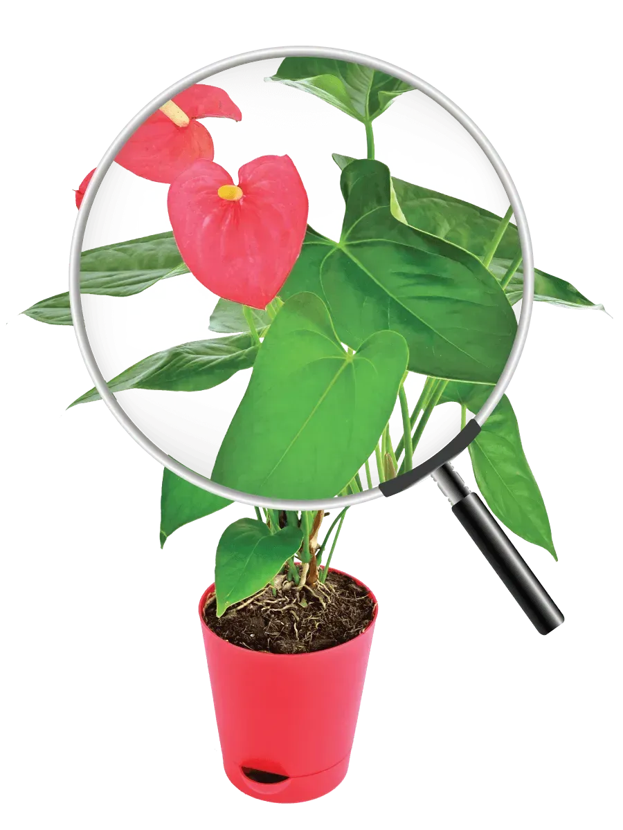 Anthurium Red Live Plant