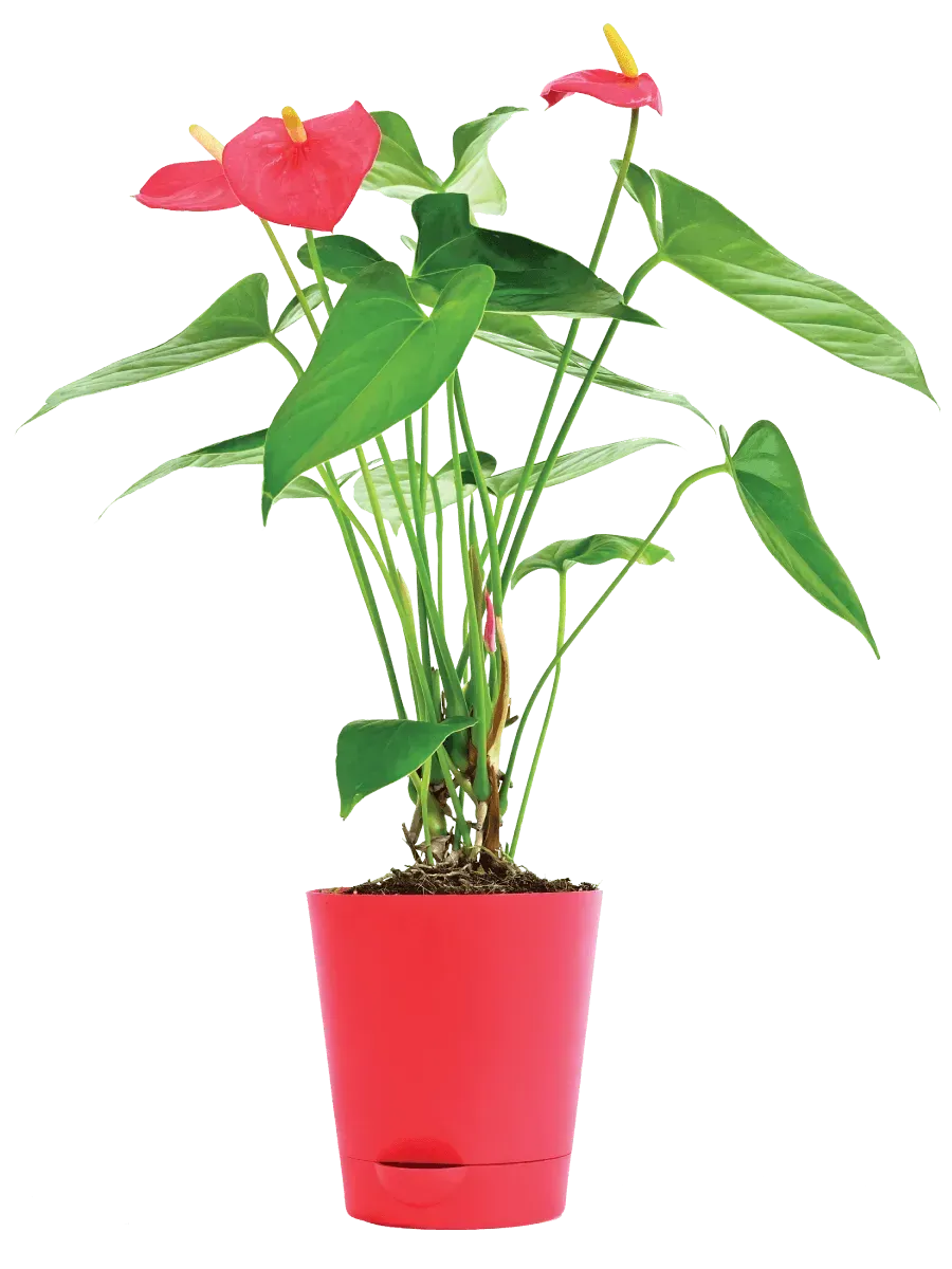 Anthurium Red Live Plant