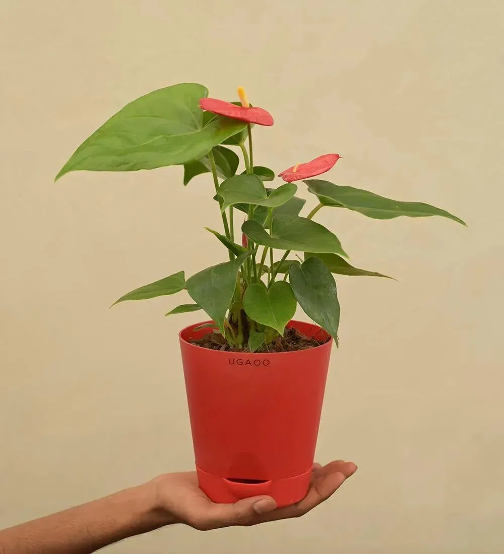 Anthurium Red Live Plant