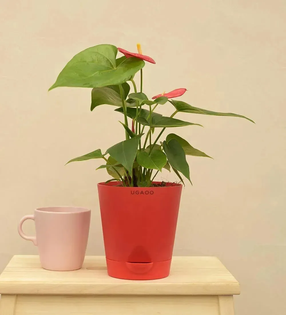 Anthurium Red Live Plant